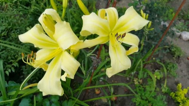 Лилейник Арктик Терн . Hemerocallis Arctic Tern . смотреть онлайн