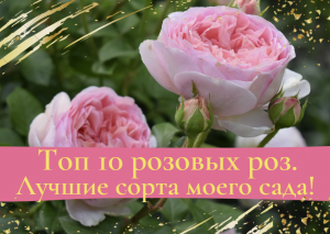 ТОП 10  розовых роз моего сада.mp4