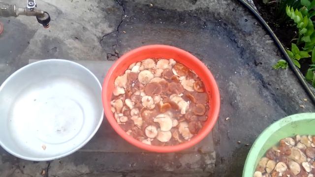 грибы горькушка смотреть онлайн