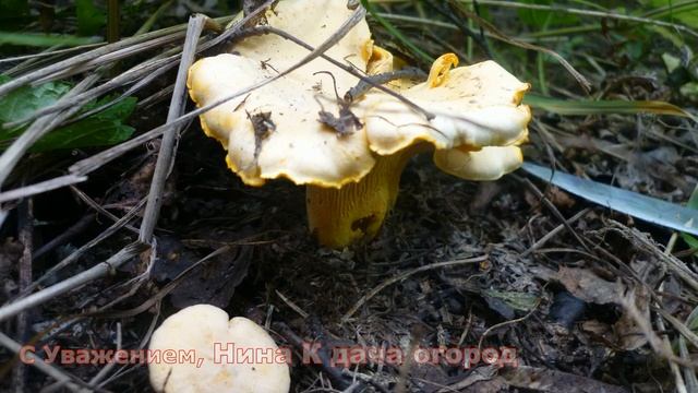 ГРИБЫ ЛИСИЧКИ где растут смотреть онлайн