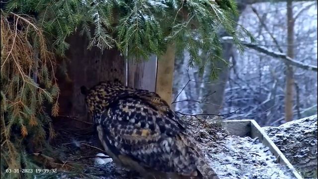 Peeking at The Eagle Owl Eggs ??? 03/31/23 19:34 смотреть онлайн