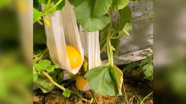 ФАЗЕНДА. ТОМАТНОЕ ЦАРСТВО ЧАСТЬ 1 смотреть онлайн