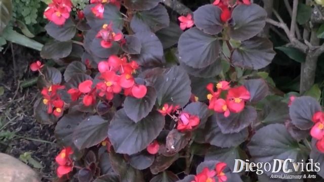 Begonia Semperflorens - Senator Scarlet (Begoniaceae)