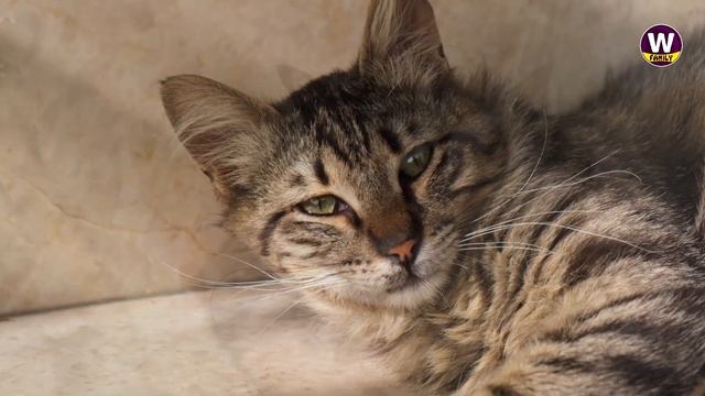 If you don't have a cat here a Friendly Cat Breeds Make Perfect Pet смотреть онлайн