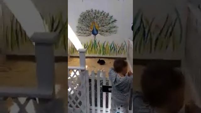 Енот кролики красавчики zooland Гродно контактный зоопарк смотреть онлайн