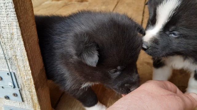 Щенки 3 недели смотреть онлайн