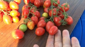 СУПЕР ТОМАТ ОТ АГРОФИРМЫ "ПАРТНЕР". ЧЕРРИ ВЕРА F1.