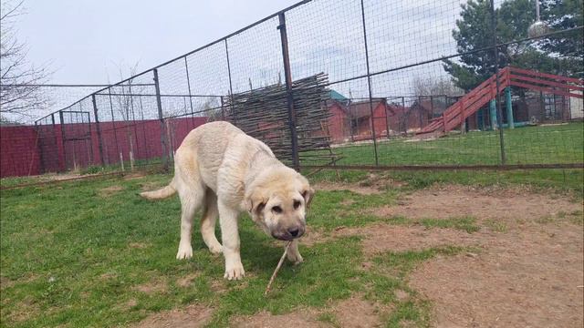 Мадридский Двор Искорка. Щенок испанского мастифа. Д.р. 09.11.2011