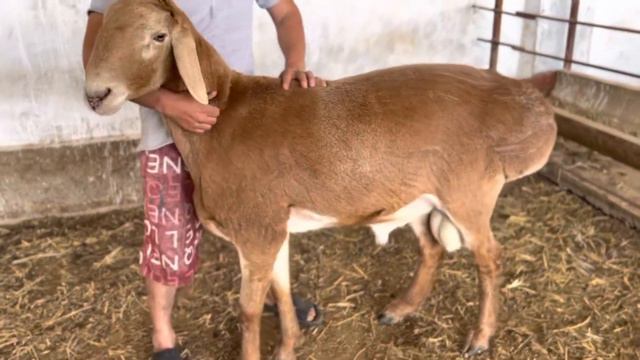 Гиссарский баран, годовалый смотреть онлайн