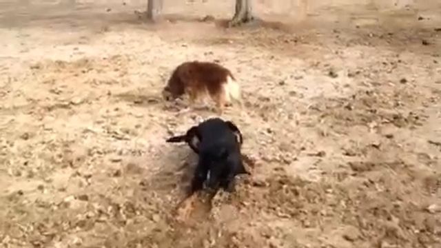 "Wacky"Dog loves her stick смотреть онлайн