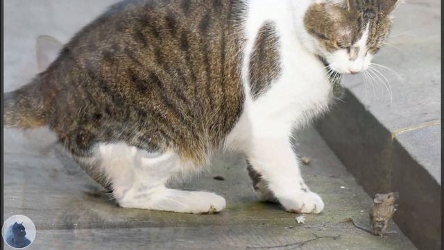 КОШАЧЬЕ ЗРЕНИЕ. Каким На Самом Деле Кошки Видят Мир и Людей. Какие Цвета Различают Кошки смотреть онлайн