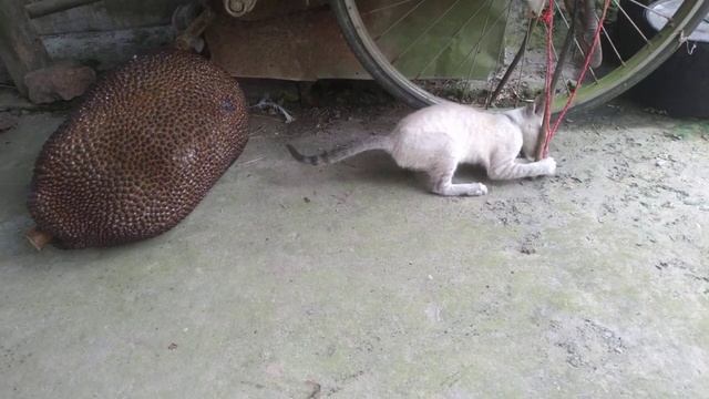 Cute Kitten Videos (P7)