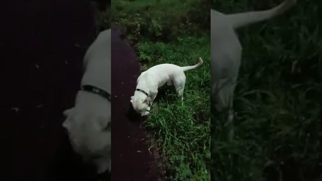ОТЗЫВ ОТ ХОЗЯИНА СЕВЕР (НОЛЛА+КАЙГАЛ) Кобель амбуль. вл. Юля (Красноярск). смотреть онлайн