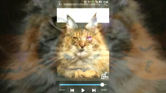 ФОТКИ как коты светит сваими глазами😻😼😽 цасть 2 смотреть онлайн