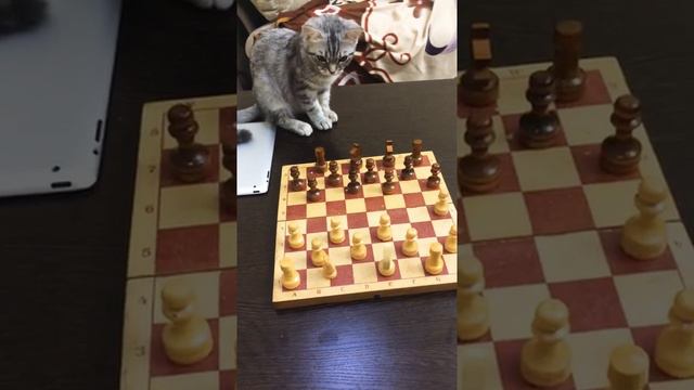 Кошка играет в Шашки смотреть онлайн