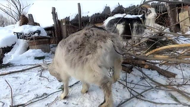 Как выбрать хорошую козу смотреть онлайн