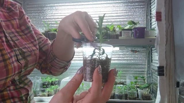 Сегодня поговорим о цветочной рассаде. ? смотреть онлайн