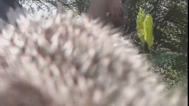 ❤?Ежиха Чижулька.Она вернулась!!!Hedgehog смотреть онлайн