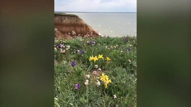 Дикие Ирисы смотреть онлайн