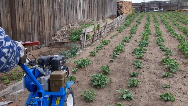 Прополка и двойное окучивание картофеля мотоблоком смотреть онлайн