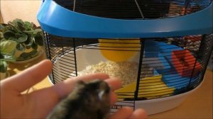 Как приручить джунгарского хомяка к рукам ? // Хомячок Бусинка