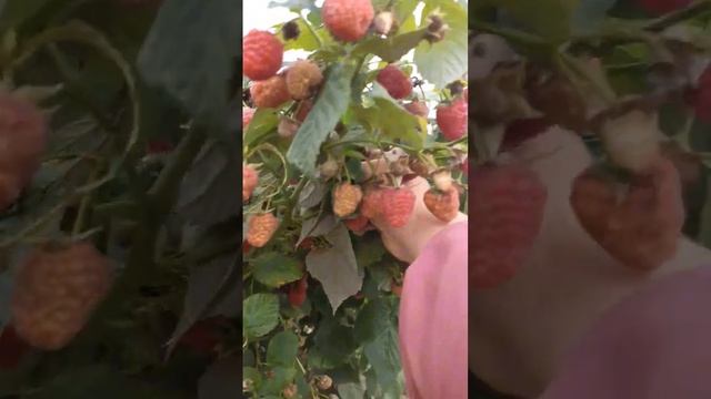 ремонтантная малина Брусвяна на 21 сентября / жизнь в селе / мой САД смотреть онлайн