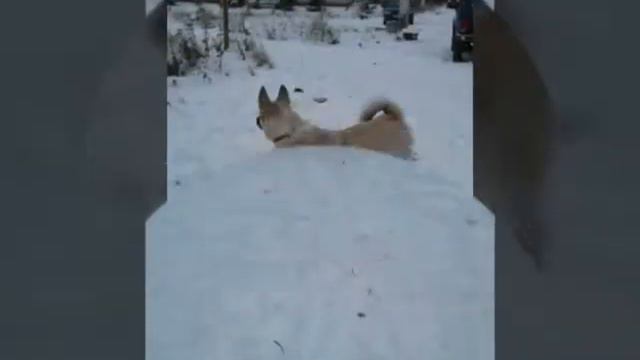 Моя собака смотреть онлайн