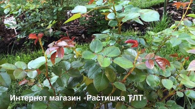 Ремонтный Чемпионат