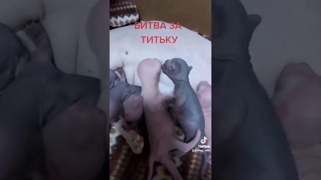 КОТЯТА ПОРОДЫ ЭЛЬФ,ДФЭЛЬФ,БАМБИНО,СФИНКС смотреть онлайн