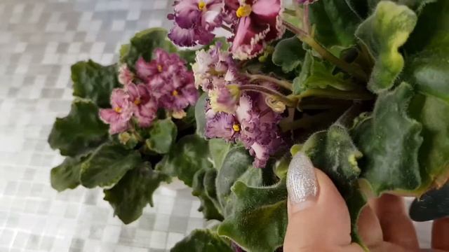 ЛЕ-Шелковые Кружева! Спорт и сорт! Небольшой обзор! смотреть онлайн
