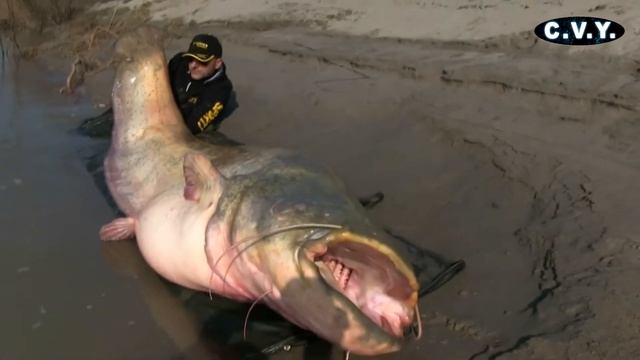 Мировой рекорд 127 кг 2,67 метра! смотреть онлайн