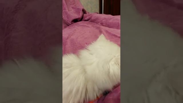 Персидская золотая шиншилла смотреть онлайн