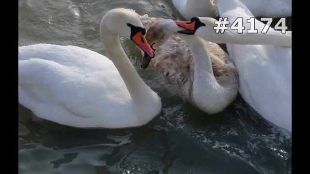 #4174. Лебеди (В мире животных) смотреть онлайн