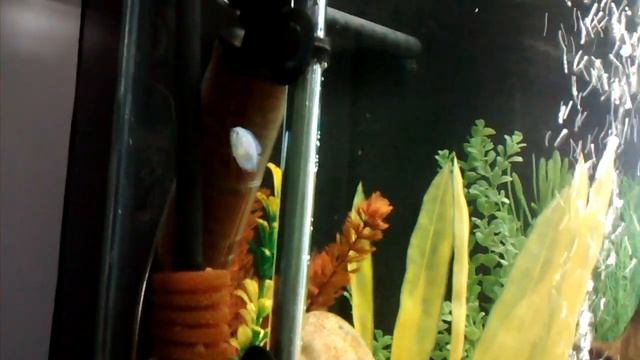 Peixe Colisa Azul (Colisa Cobalto) - Aquarismo смотреть онлайн