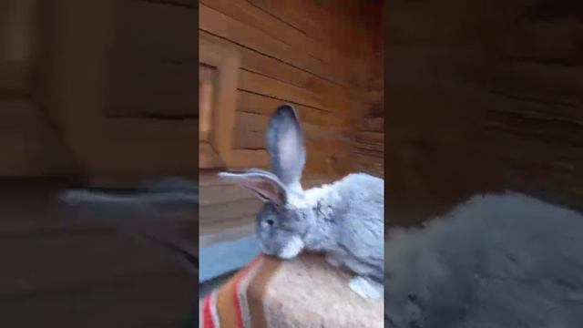 Ризен,потомство полученное в ЛПХ” Строгий С.И смотреть онлайн