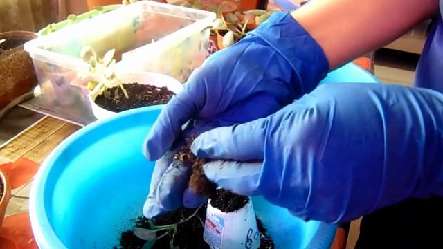 Глоксиния - пересадка черенков. Развитие зимой. смотреть онлайн