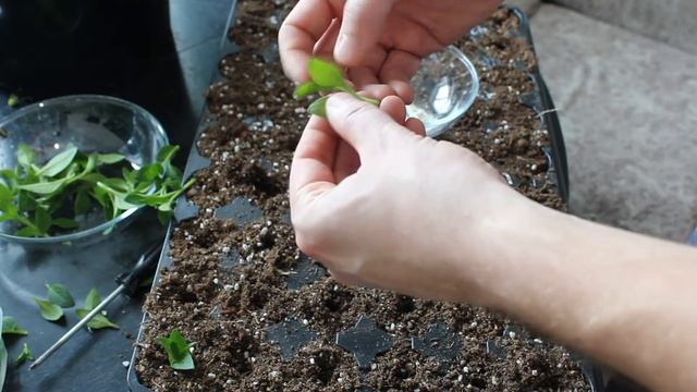 Размножение черенкованием |Черенкование петунии смотреть онлайн