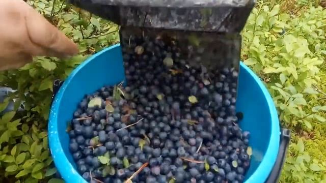За черникой смотреть онлайн