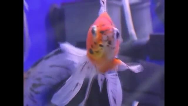 Золотая рыбка. Рассказ о происхождении. Виды золотых рыбок. (часть 1). смотреть онлайн