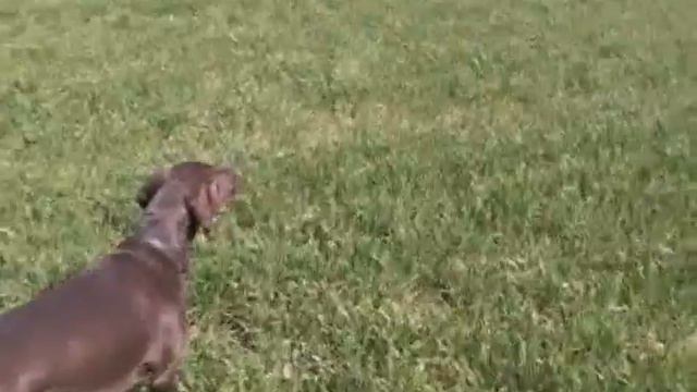 Deutsch Kurzhaar смотреть онлайн