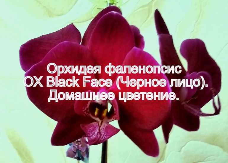 Орхидея фаленопсис OX Black Face (Черное лицо). Домашнее цветение. смотреть онлайн