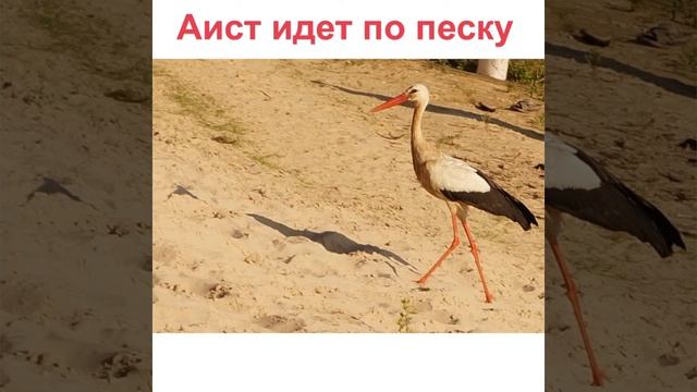 Автоматизация звука [С] в предложениях смотреть онлайн