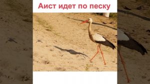 Автоматизация звука [С] в предложениях