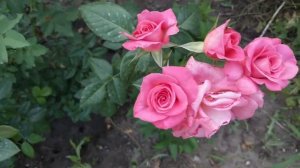 Роза ЛАВИНИЯ первогодка#роза