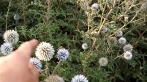 Мордовник шароголовый