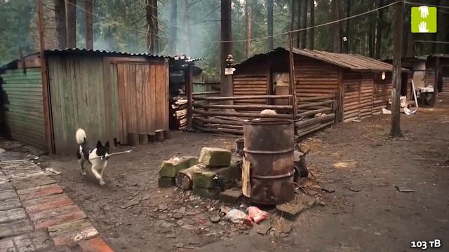 Что такое -"Дом трудолюбия Ной". Этого не может быть! Это не получится! История преодоления. смотреть онлайн