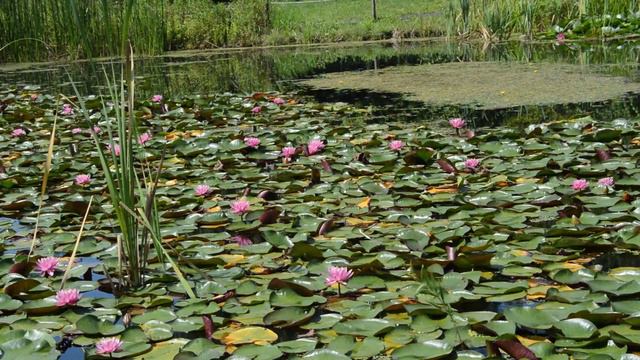 A trip to Hokkaido’s Makubetsu – Flowers, Gardens & Restaurants Try assorted beans at Tokachi Hill смотреть онлайн
