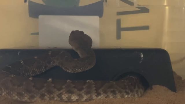 Various Venomous Snakes Strike Reaction to mice "instant death"! смотреть онлайн