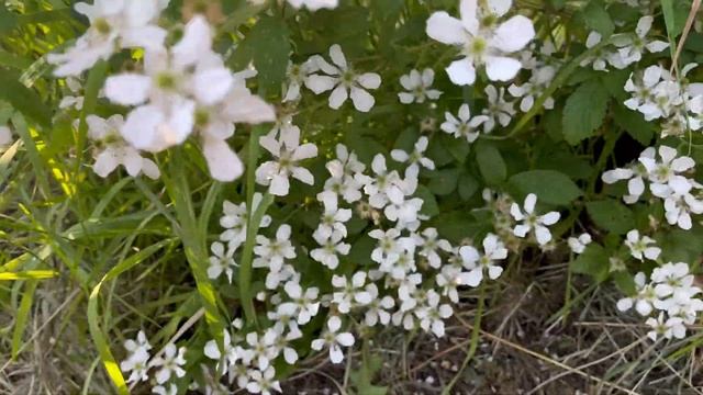 Белая ежевика "Полар Берри" / "Polar Berry" ? Цветение. смотреть онлайн