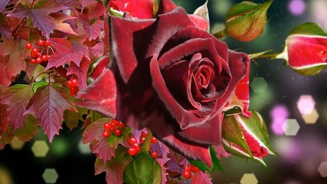 Розы осенние. С. Чекалин - Элегия смотреть онлайн